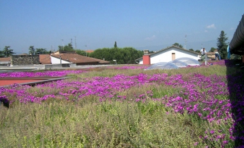 scuola di agliana - estensivo a perenni